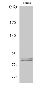 HSL Polyclonal Antibody