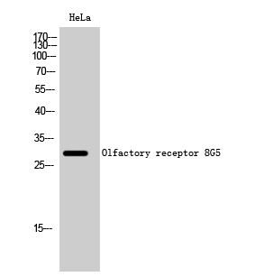 Olfactory receptor 8G5 Polyclonal Antibody