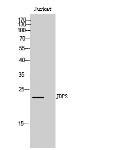 JDP2 Polyclonal Antibody