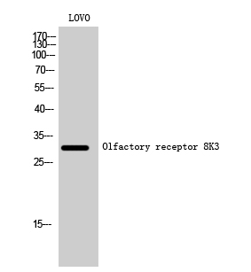 Olfactory receptor 8K3 Polyclonal Antibody