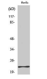 MYL3 Polyclonal Antibody