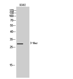 MARCH3 Polyclonal Antibody