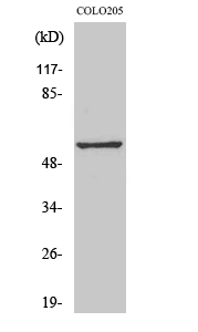 GPR176 Polyclonal Antibody
