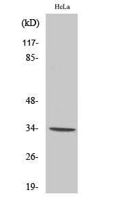 Olfactory receptor 7C1 Polyclonal Antibody