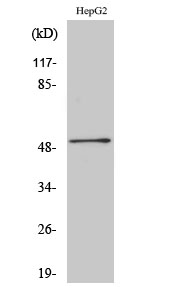 HNF-4α/γ Polyclonal Antibody