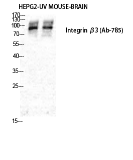 Integrin β3 Polyclonal Antibody