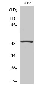 p53 Polyclonal Antibody