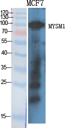 MYSM1 Polyclonal Antibody