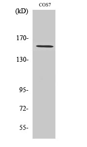 POLR3A Polyclonal Antibody