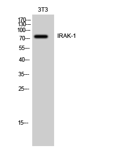 IRAK-1 Polyclonal Antibody