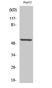 KV9.2 Polyclonal Antibody