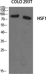 HSF1 Polyclonal Antibody