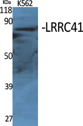 LRRC41 Polyclonal Antibody