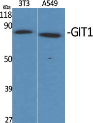 GIT1 Polyclonal Antibody