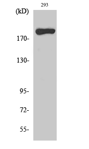 MYH14 Polyclonal Antibody