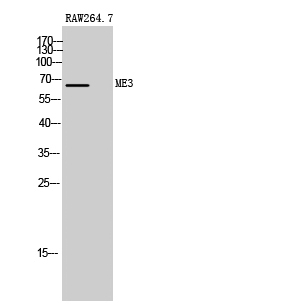 ME3 Polyclonal Antibody