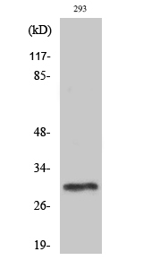 PIG-X Polyclonal Antibody