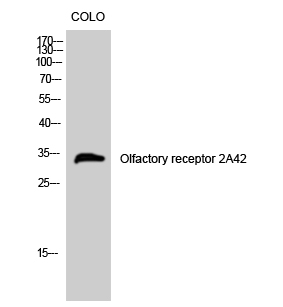 Olfactory receptor 2A42 Polyclonal Antibody