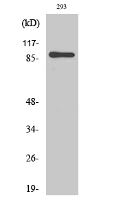 MSK1 Polyclonal Antibody