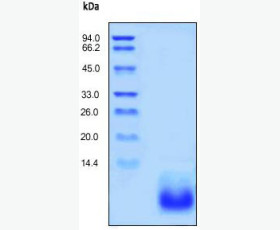 Recombinant Human Interleukin-17D/IL-17D