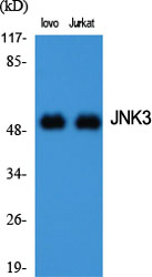 JNK3 Polyclonal Antibody