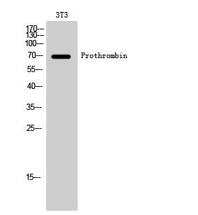 Prothrombin Polyclonal Antibody