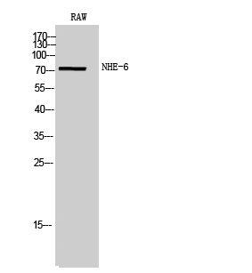 NHE-6 Polyclonal Antibody