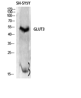 Glut3 Polyclonal Antibody