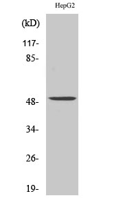 PAH Polyclonal Antibody