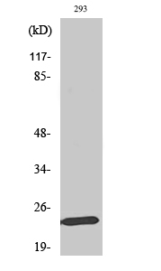 Mob1A Polyclonal Antibody