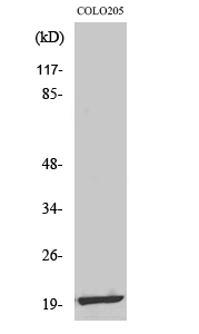 MRP-L12 Polyclonal Antibody