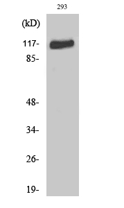 Flg Polyclonal Antibody