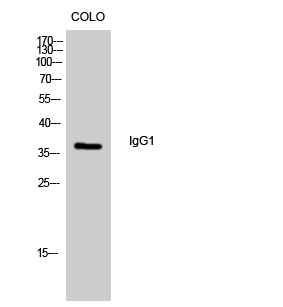 IgG1 Polyclonal Antibody