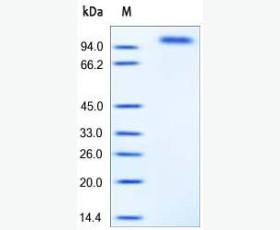 Recombinant Human C-X-C Motif Chemokine 5/CXCL5