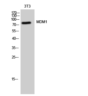 MDM1 Polyclonal Antibody