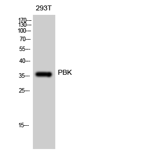 PBK Polyclonal Antibody