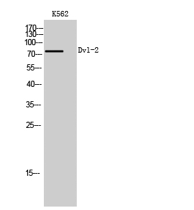 Dvl-2 Polyclonal Antibody
