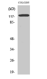 Ob-R Polyclonal Antibody