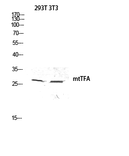 mtTFA Polyclonal Antibody