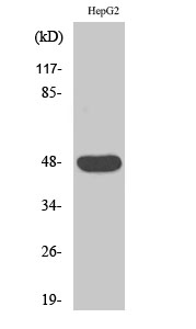 IGSF4D Polyclonal Antibody