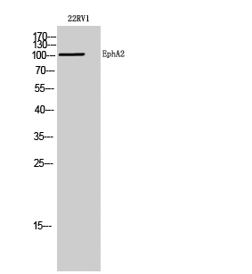 EphA2 Polyclonal Antibody