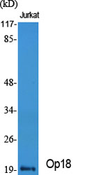 Op18 Polyclonal Antibody