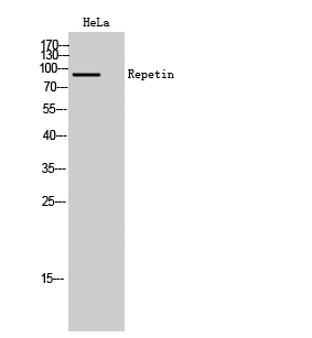 Repetin Polyclonal Antibody