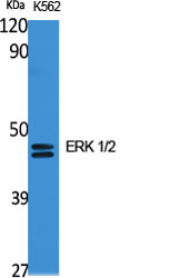 ERK 1/2 Polyclonal Antibody