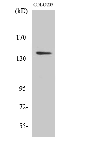 RGAG1 Polyclonal Antibody