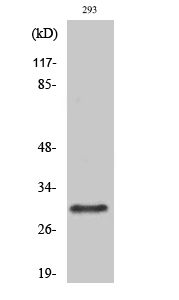 Rab 34 Polyclonal Antibody