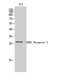 KDEL Receptor 3 Polyclonal Antibody