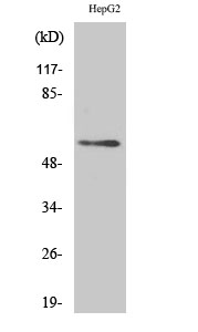 Dok-3 Polyclonal Antibody