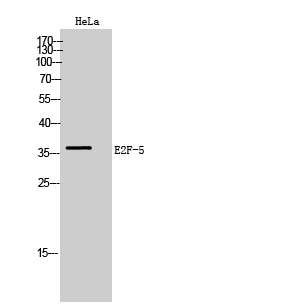E2F-5 Polyclonal Antibody