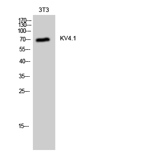 KV4.1 Polyclonal Antibody